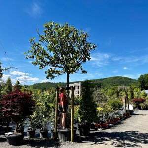 Figovník (Ficus carica) ´BROWN TURKEY´ - výška 500-600 cm, kont. C230L (-10°C)